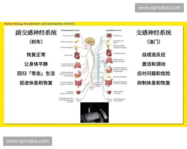 运动心理学视角下竞技表现提升与心理韧性培养研究新路径实践策略